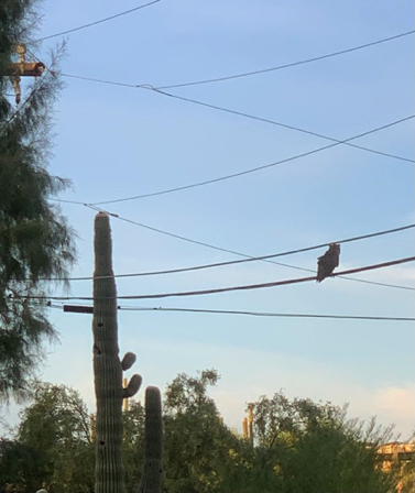 July 16 - A very scruffy looking owl on the wires at sunrise. 
Rough night hey buddy?